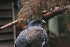 A Capercaillie I photographed in captivity at the Highland Wildlife Park near Kingussie.