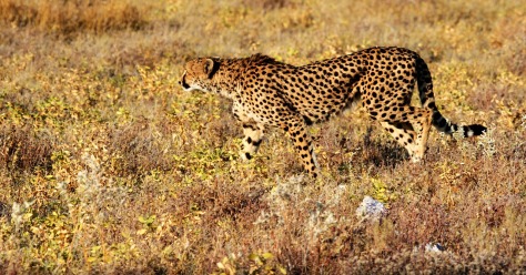 cheetah-1305792_1280